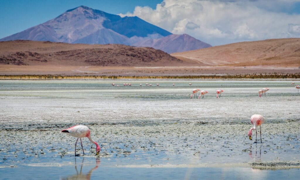 Landscapes,Of,The,Atacama,Desert.,Mountains,,Volcanoes,,Llamas,,Flamingos,,Salt