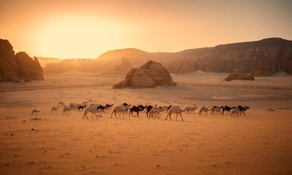 A,Group,Of,Camels,In,The,Middle,Of,The,Al-ula